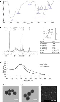 Trimethyl-Chitosan Coated Gold Nanoparticles Enhance Delivery, Cellular Uptake and Gene Silencing Effect of EGFR-siRNA in Breast Cancer Cells